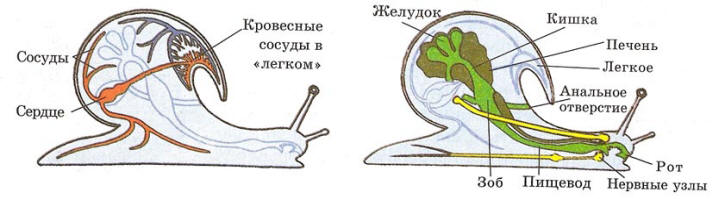 Внутреннее строение виноградной улитки рисунок