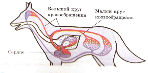 Схема малого круга кровообращения млекопитающих