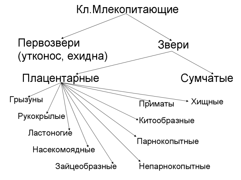 Систематика животных млекопитающие. Классификация млекопитающих схема с примерами. Систематика животных схема отряды. Классификация млекопитающих животных схема.