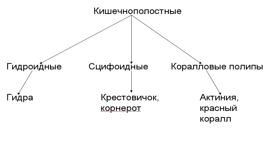 Таблица кишечнополостные 7. Тип Кишечнополостные систематика. Систематика животных Тип Кишечнополостные. Систематика типа Кишечнополостные таблица. Систематика кишечнополостных схема.