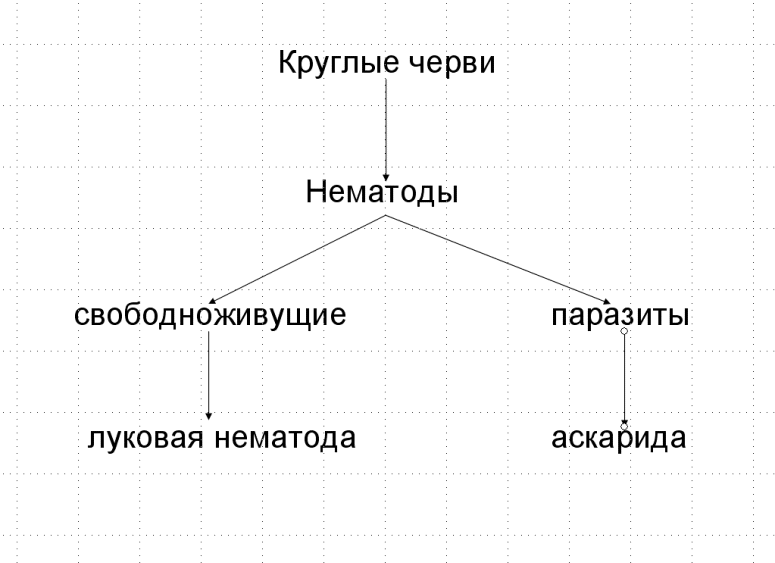 Тип Круглые Черви Картинки