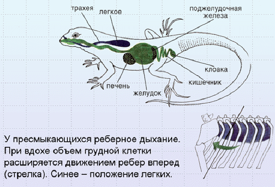 Дыхательная система пресмыкающихся схема